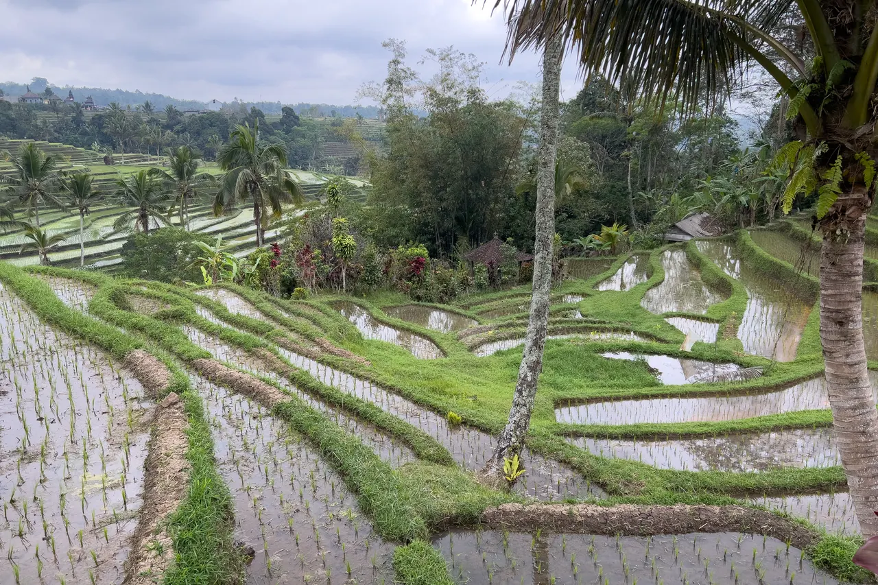 Cultivated rice terraces and walking paths at Jatiluwih