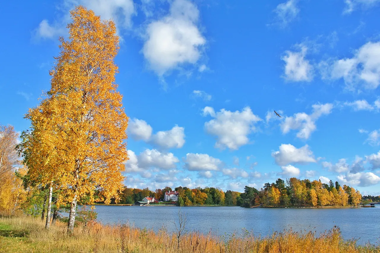 Autumn trees beside the water on Seurasaari island