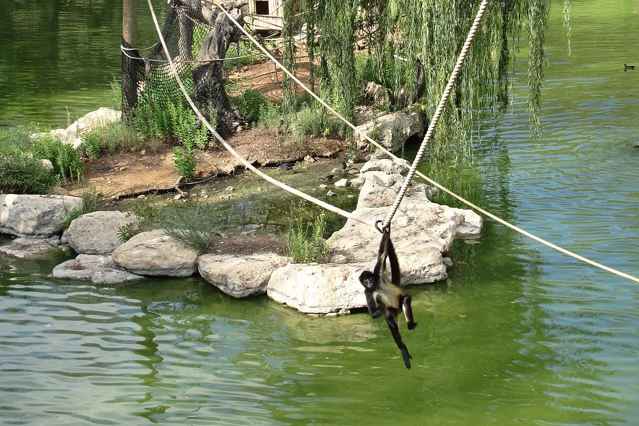 A spider monkey in its enclosure at Jerusalem Biblical Zoo