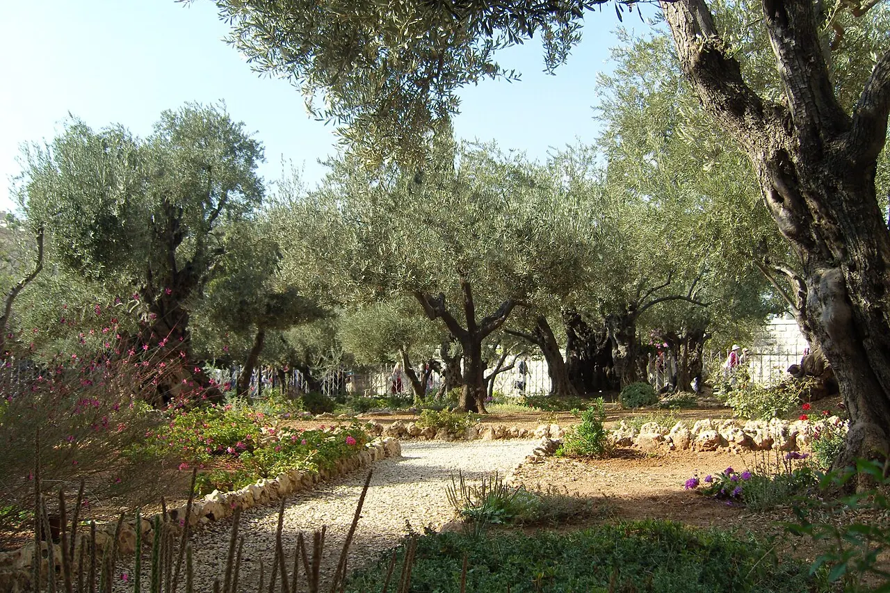 Olive trees and garden paths at Gethsemane
