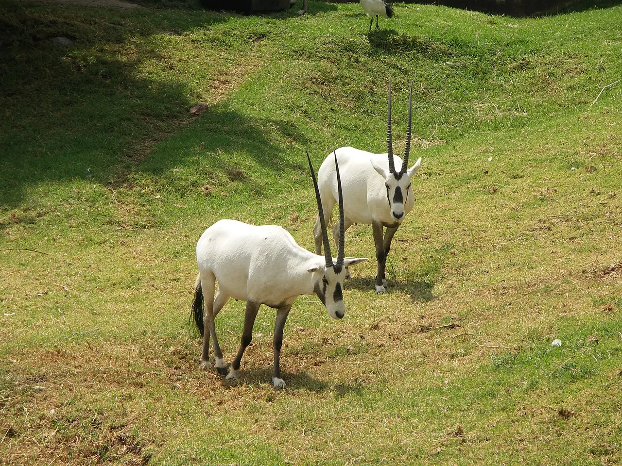 Arabian oryx photographed in their enclosure at Johannesburg Zoo