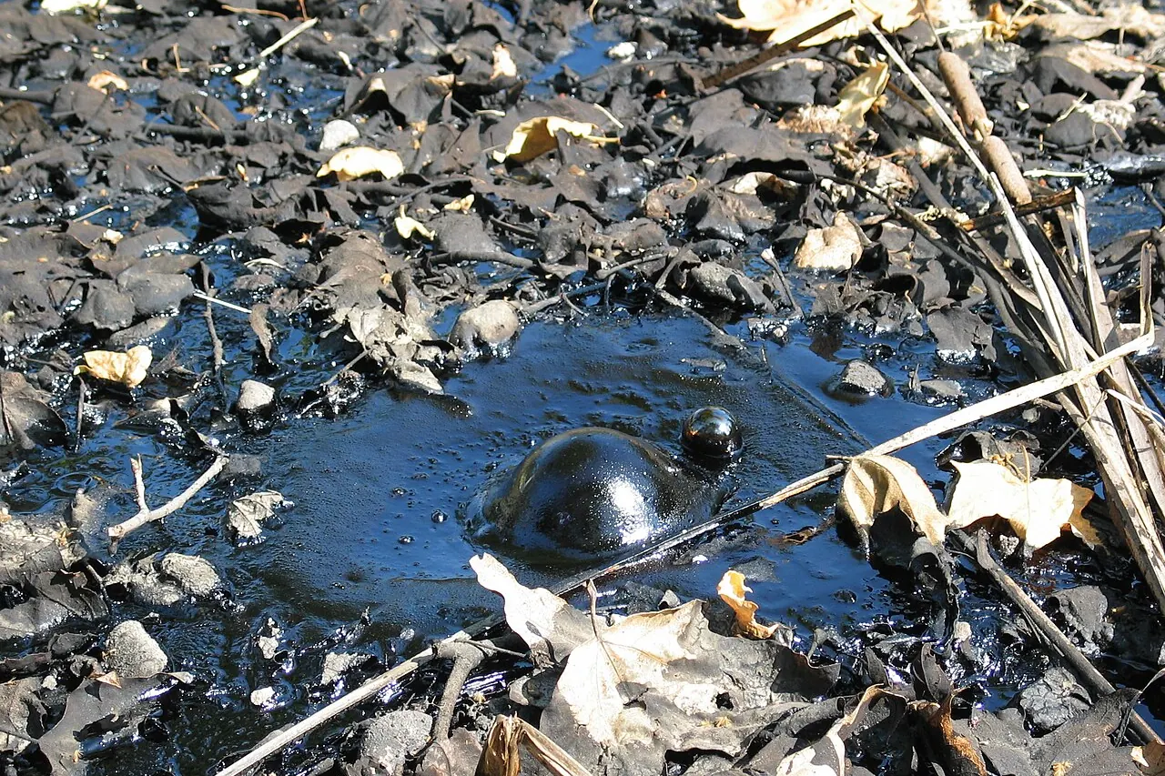 Natural asphalt bubbling at the La Brea Tar Pits