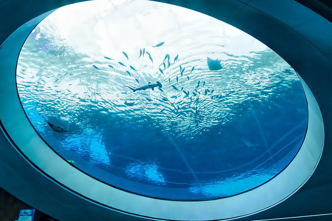 The aquarium's circular underwater viewing window at Frost Science in Miami