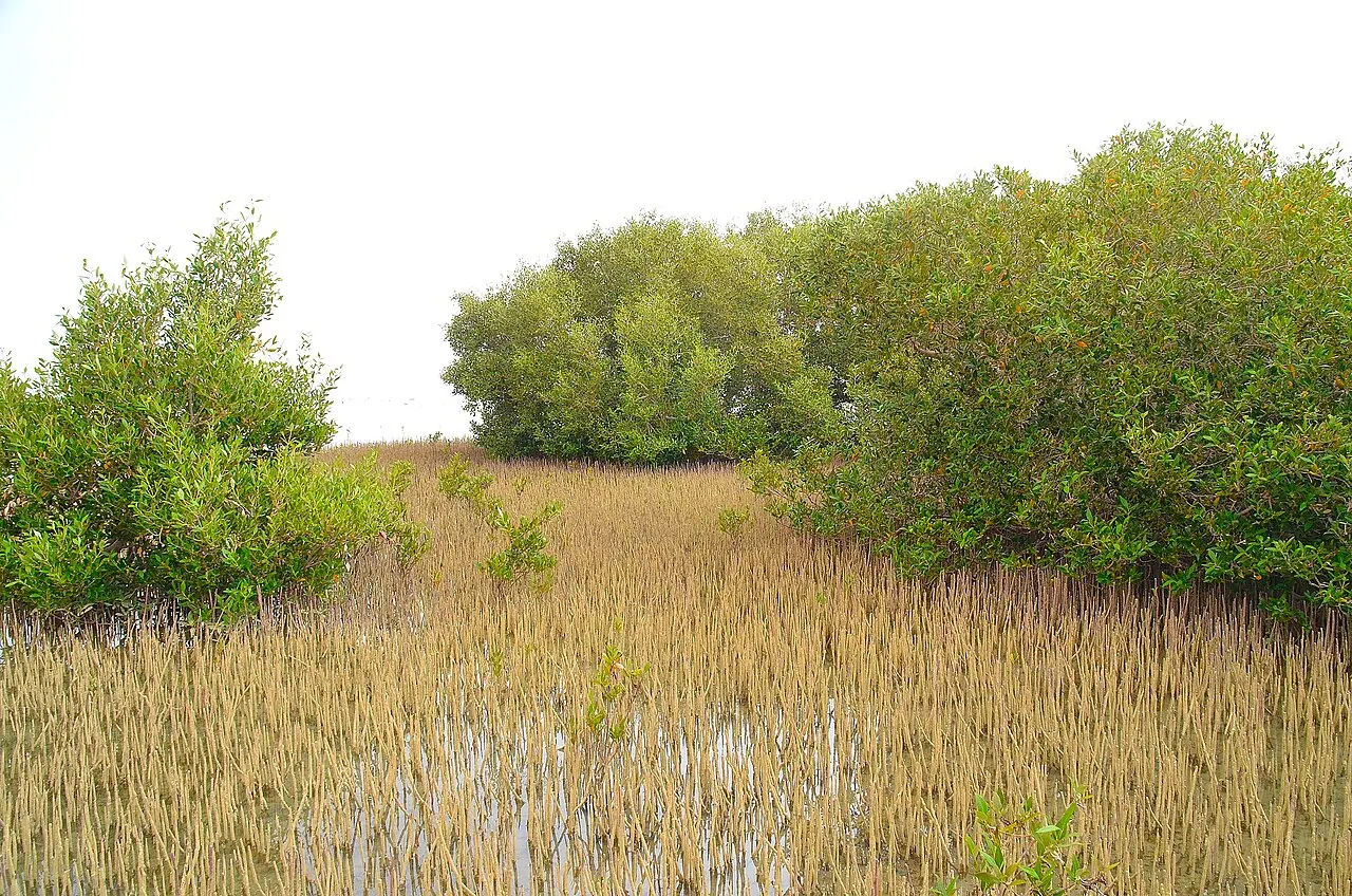 Mangrove trees along the shoreline of Nabq Protected Area