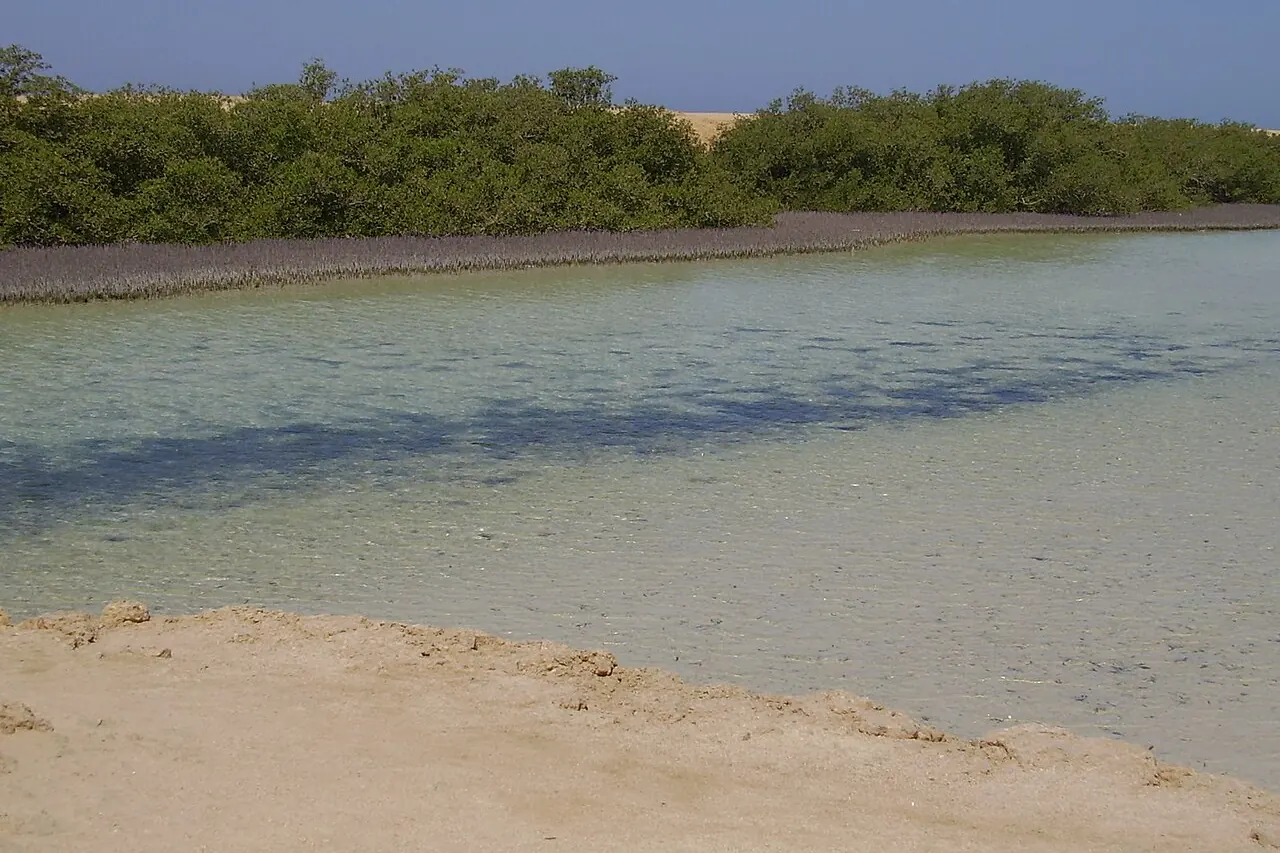 Mangroves growing beside the water in Ras Mohammed National Park