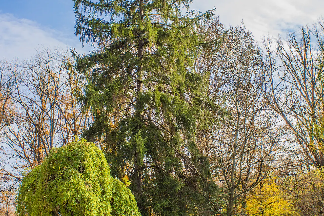Bäume und frühlingshaftes Laub im Park Borisova Gradina in Sofia