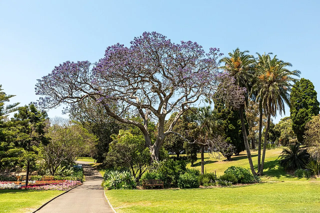 A path, lawns and flowering trees in Sydney's Royal Botanic Garden