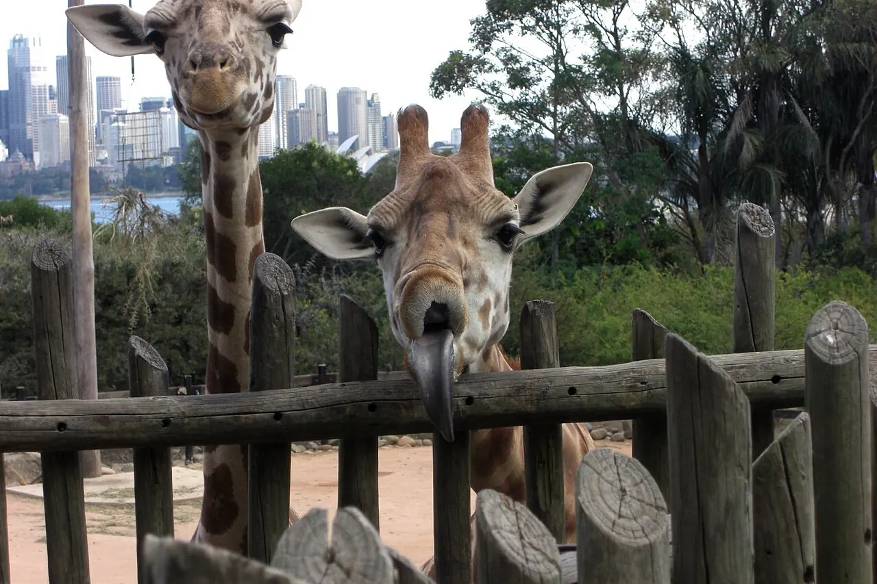 Giraffes at Taronga Zoo with the Sydney skyline beyond their enclosure