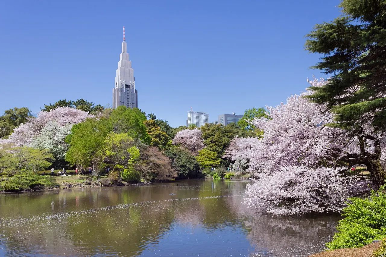 Cherry blossoms beside the lawns and garden paths of Shinjuku Gyoen