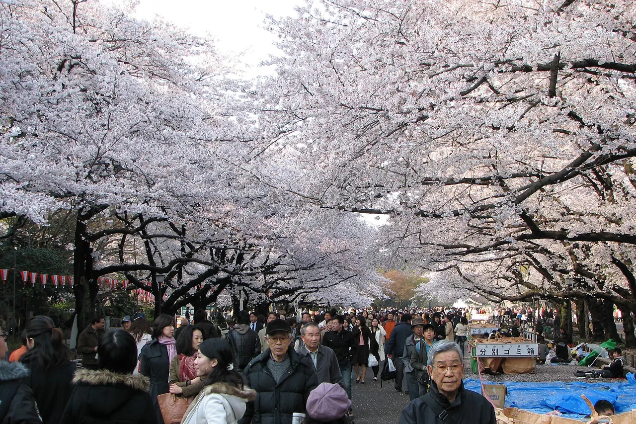 Visitors walking beneath flowering cherry trees in Ueno Park